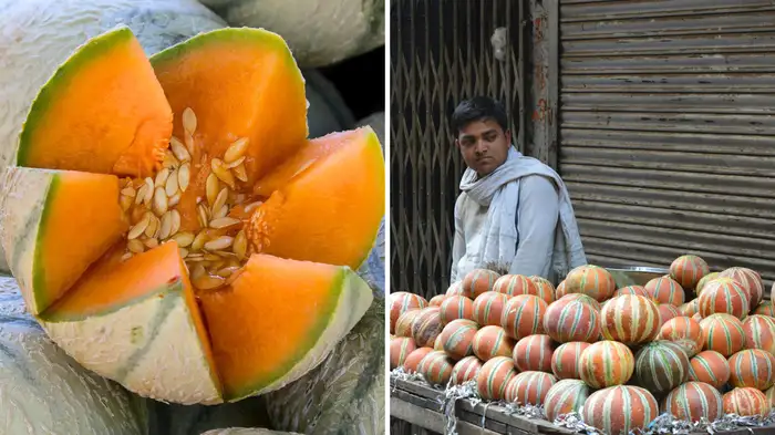 which stripe muskmelon is sweeter which stripe muskmelon is sweeter
