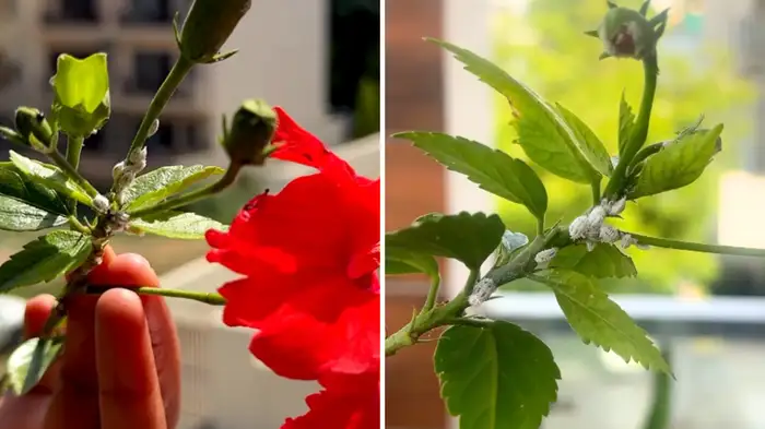 why do white bugs or mealybugs attack hibiscus plant why do white bugs or mealybugs attack hibiscus plant