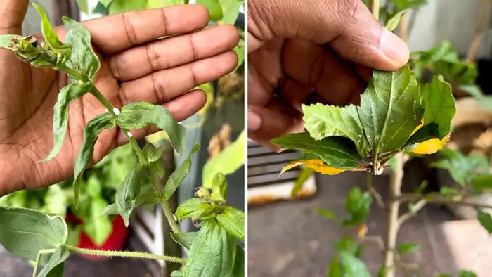संक्रमण फैलने की तेज रफ्तार