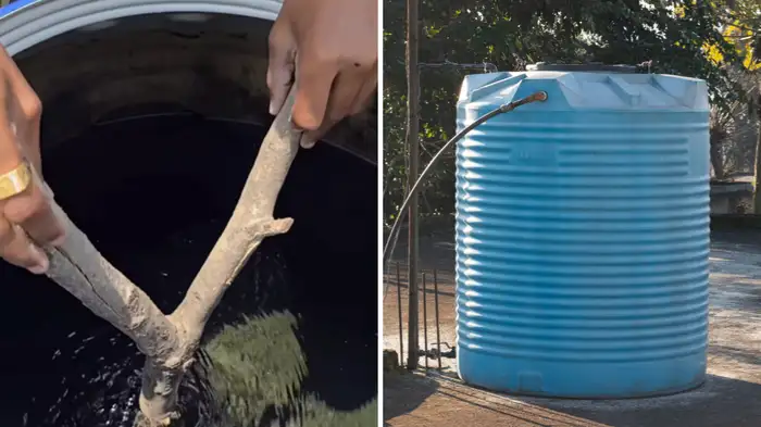 Why should Jamun wood be put in water tank ankur Why should Jamun wood be put in water tank ankur