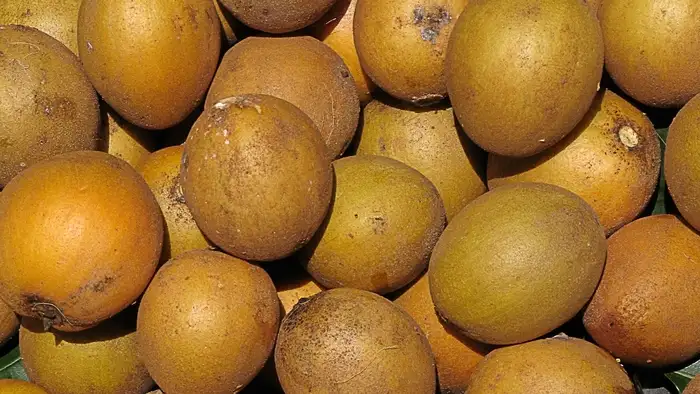 सबसे पहले देखें चीकू का रंग