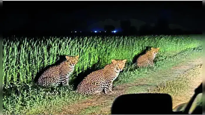 खेतों में दिखे तीन तेंदुए, रोशनी पड़ते ही भागे खेतों में दिखे तीन तेंदुए, रोशनी पड़ते ही भागे