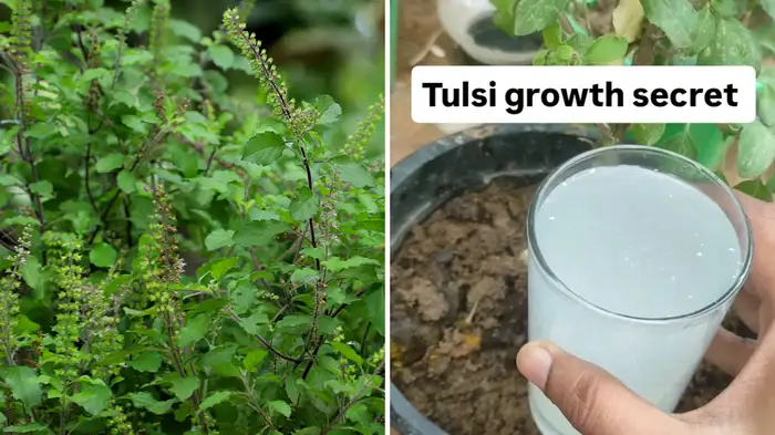 increase tulsi plant growth in double speed increase tulsi plant growth in double speed