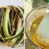 पौधों में कौन सा हल्दी वाला दूध डालते हैं? माली ने बताया सूखती पत्तियों ...
