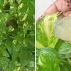 Gardening Expert Secret For Money Plant Growth,मनी प्लांट को जंगल जैसा ...