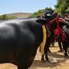Bahubali buffalo