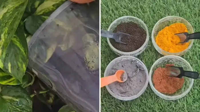 benefits and right way to use haldi Cinnamon rakh and tea leaves in plant benefits and right way to use haldi Cinnamon rakh and tea leaves in plant
