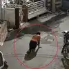 हरियाणा में कुत्ते के काटने के बाद उसी की तरह हरकतें करने लगा युवक, मुंह से निकल रही लार, अपने पिता को भी काटा