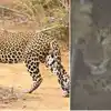 Uttarakhand Leopard Hiding,चुपचाप गाय के तबेले में बैठा था तेंदुआ, जब ...