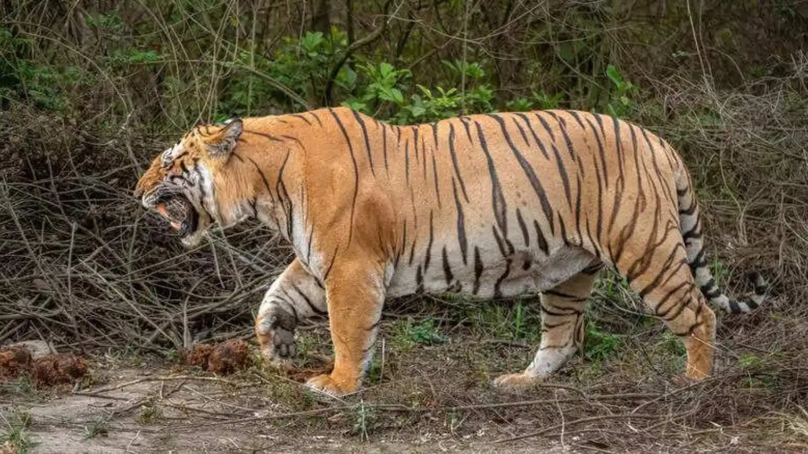 जबलपुर हाईकोर्ट में NTCA का बड़ा खुलासा: देश में बाघों की मौत के पीछे अंतरराष्ट्रीय तस्करों का हाथ, विदेशी कनेक्शन की जांच शुरू