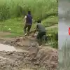 Bihar News: बहराइच में मगरमच्छ ने लड़के को तो बिहार में बाघ ने बछड़े को बना लिया शिकार, देखिए दोनों वीडियो