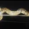 नीचे लगा था जगन्नाथ रथ यात्रा का मेला, ऊपर बिजली के तार पर बैठा था 8 फीट का विशालकाय अजगर, शॉकिंग है वीडियो