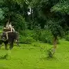 घर के अंदर सो रही महिला पर बाघ का हमला, घसीटकर ले जा रहा था...कान्हा टाइगर रिजर्व से आई रोंगटे खड़े करने वाली खबर