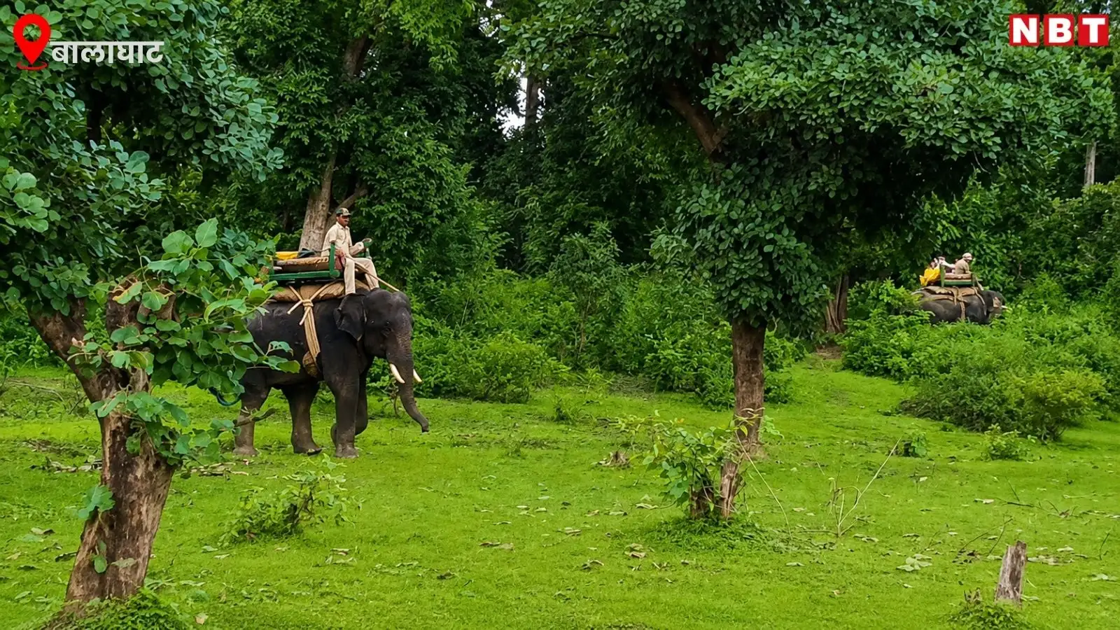 घर के अंदर सो रही महिला पर बाघ का हमला, घसीटकर ले जा रहा था...कान्हा टाइगर रिजर्व से आई रोंगटे खड़े करने वाली खबर