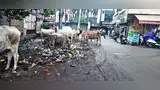 लव मैरिज पर युवती की हत्या, पिता अरेस्ट लव मैरिज पर युवती की हत्या, पिता अरेस्ट