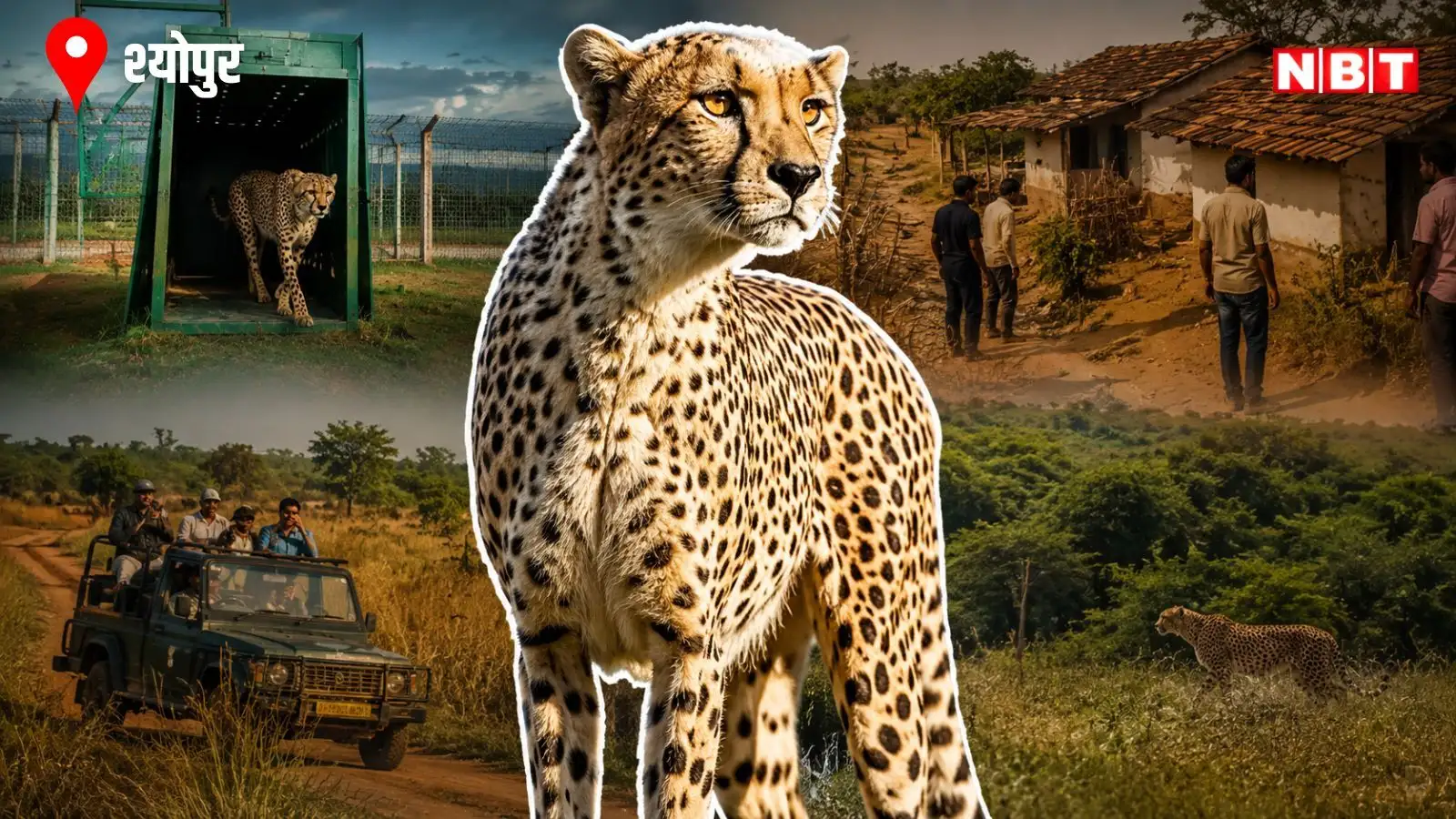 Kuno National Park: ग्रासलैंड और खाने की कमी, उधर तेंदुओं ने किया नाक में दम, कूनो नेशनल पार्क से बार-बार क्यों भाग रहे हैं चीते?
