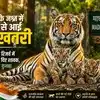 27 साल बाद लौटे बाघ, अब माधव में बढ़ रही नई पीढ़ी, स्वतंत्रता दिवस पर MT-4 ने दिए शावकों को जन्म
