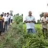 एमपी के किसान ने खुद बदली तकदीर, 12 एकड़ खेत को बनाया'सुपर फार्मिंग मॉडल' हर साल 12 लाख से ज्यादा कमाई, डीएम खुद खेत देखने आए