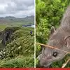 Aleutian island: डूबे जहाज से आए चूहों ने 200 साल मचाई तबाही! अब सफाया होते ही अलास्का के द्वीप पर हुआ कुदरत का चमत्कार