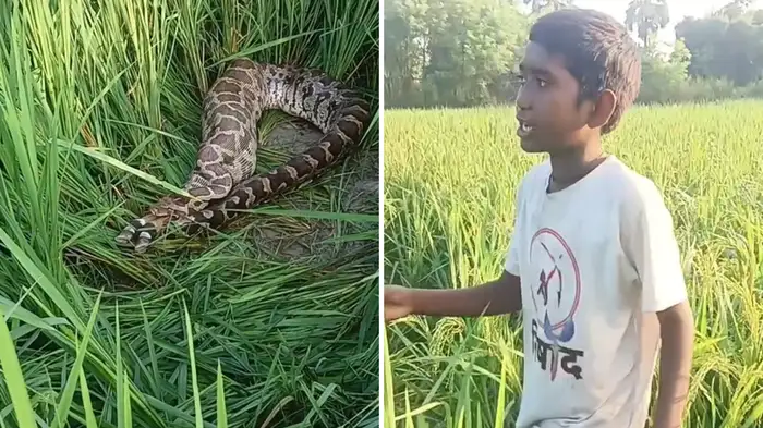 वाइल्डलाइफ रिपोर्टर: खेत में नीलगाय के बच्चे को निगल रहा था अजगर, बगल खड़े होकर लड़के ने बनाया ‘कंटेंट’ वाइल्डलाइफ रिपोर्टर: खेत में नीलगाय के बच्चे को निगल रहा था अजगर, बगल खड़े होकर लड़के ने बनाया ‘कंटेंट’