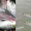 गुजराती हिलसा पर बांग्लादेश में विवाद, इस मछली पर क्यों जान छिड़कते हैं बंगाली, कोलकाता से ढाका तक दीवानगी