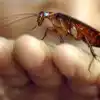 Cockroaches,चीनः कॉक्रोच पालन कर रहे किसान, साफ पर्यावरण और पेट के ...