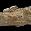 PRIMITIVE HUMAN STUDY,दुर्गम पहाड़ों पर आदिम मानव की उपस्थिति से ...