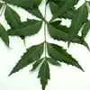 Neem Facepacks Uses, Benefits - नीम में हैं बड़े-बड़े गुण, जानें कैसे ...