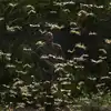 Locust Attack In India,मरुस्थलीय टिड्डी दल अगले महीने पूर्वी अफ्रीका से ...