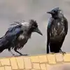 Human Like Perception Behavior Seen in Crows: इंसानों की तरह दिमाग का ...