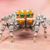 Colorful Dancing peacock spider species: नाचने वाली रंगीन मकड़ी की प्रजाति