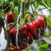 ISS to grow Chili Pepper :अंतरिक्ष में मिर्च
