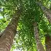tripura government to promote agar trees commercial cultivation ...