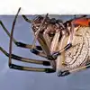 Button Spider So Dangerous Eats snakes: बटन मकड़ी इतनी खतरनाक सांप को ...