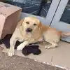 This Faithful Dog Sits Outside Hospital For Over A Week Waits Dead ...