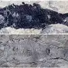Scientists In China Have Discovered 244 Million Year Old Fossil Of Fish ...