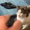 Cat Handles Punishments in Genius Way Video Goes Viral 8.6 Million ...