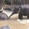 Six Elephants Dies While Trying To Save Each Other at Hells Fall in ...