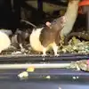 Meet This California woman Who Found Living In Van With Over 300 Pet Rats