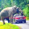 Watch Viral Video Of Elephant Squishes Car in Khao Yai National Park in ...