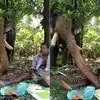 Elephant Casually Eats Rice From Man's Plate Video Goes Viral All Over ...