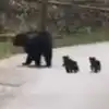 Mama bear and cubs crossing the road Watch Viral Video