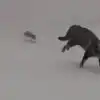 Cat and Rat Fight You Will Remember Tom And Jerry