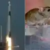 Looks like a mouse, says Twitter as video of rodent moving on SpaceX ...