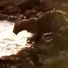 Leopard Doing Fishing See Viral Video