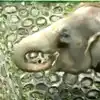 This Video Will Show You How Intelligent Are Elephants