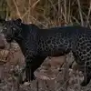 Lucky Photographer Gets First Ever Safari Trip Snaps Rare Black Leopard ...