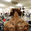 Dogs That Look Like Ripped Bodybuilders Internet Loves This Pic