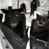 Video of Inverted Bats Looks Straight Out of a Goth Nightclub! Watch ...