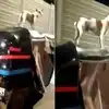 Check out this fearless dog riding on top of an auto rickshaw in India!